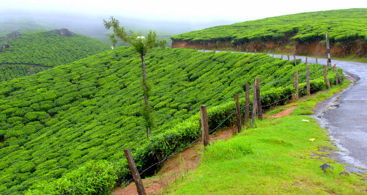 Best Place to Visit in Munnar